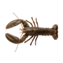 lobster