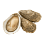 oyester